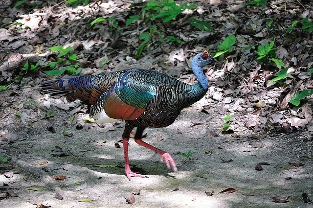 natsionalnyi-park-tikal-05