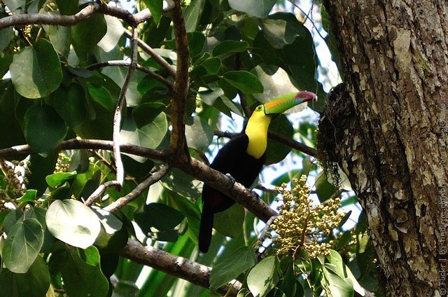 natsionalnyi-park-tikal-08