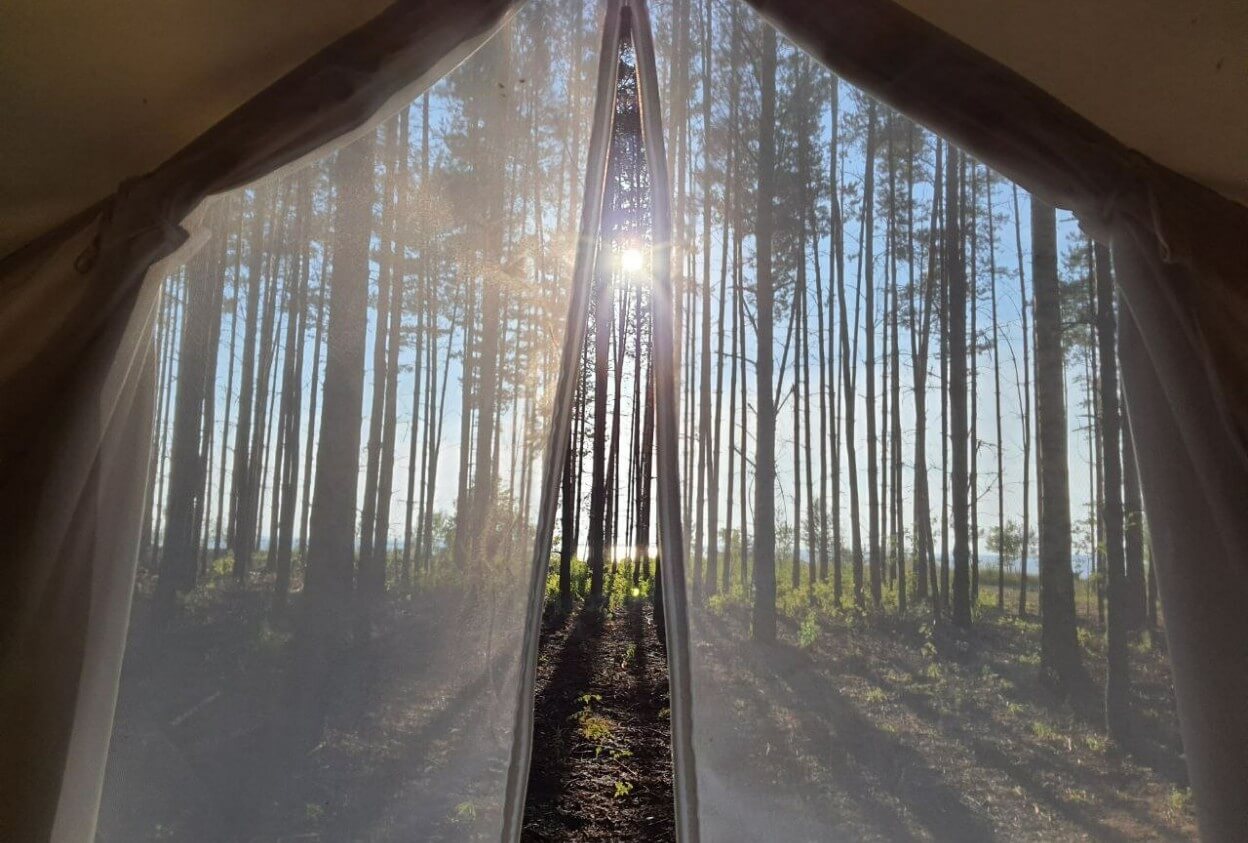 Лес. Вид из палатки через москитную сетку.