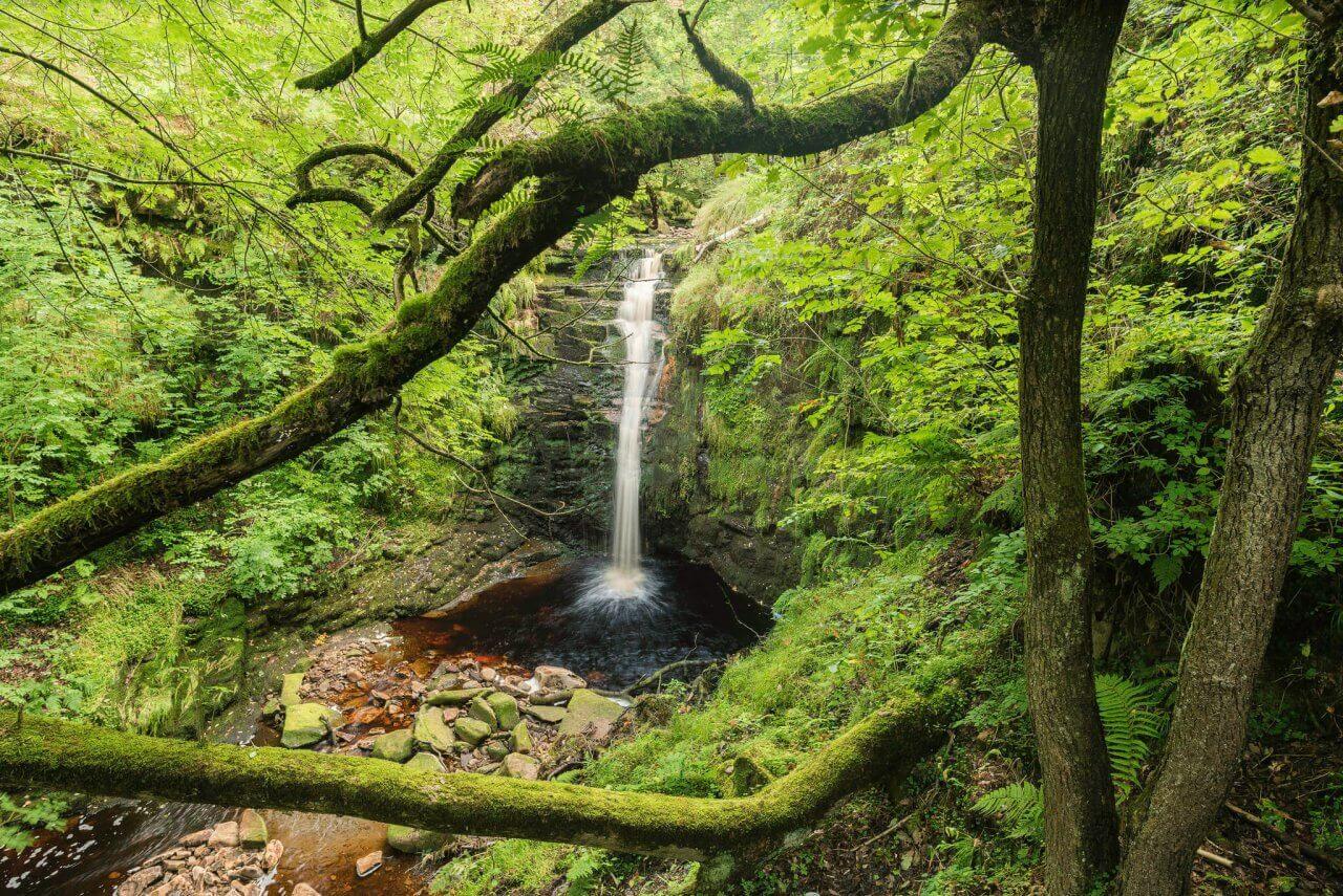 Небольшой водопад в густом зеленом лесу.