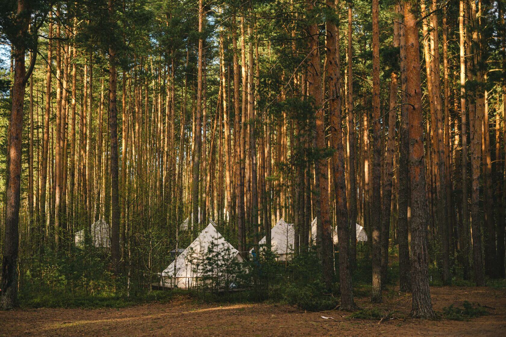 Отдых в палатке, в непроходимом сосновом лесу.