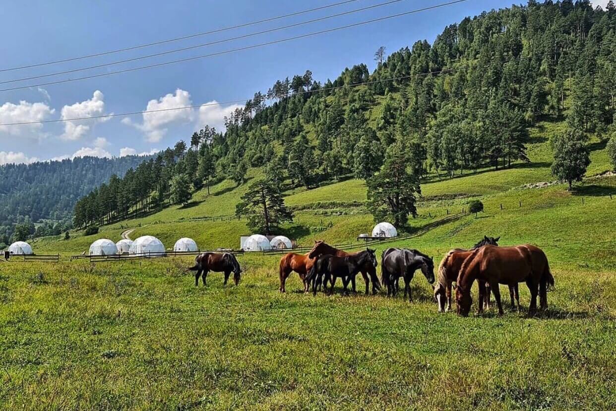 Рядом пасутся дикие, степные лошади.