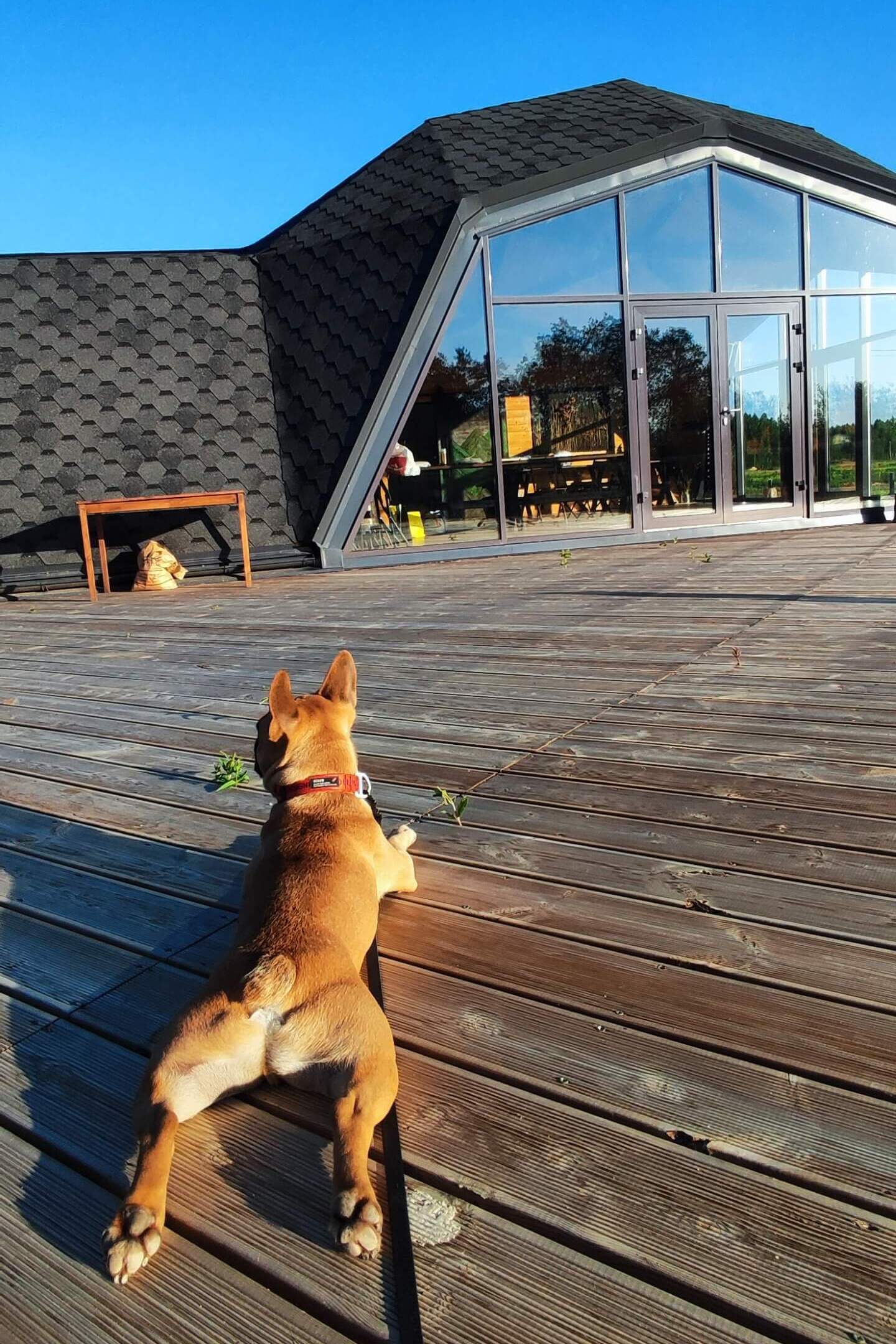 Собачкам нравится греться на солнышке на деревянной террасе.