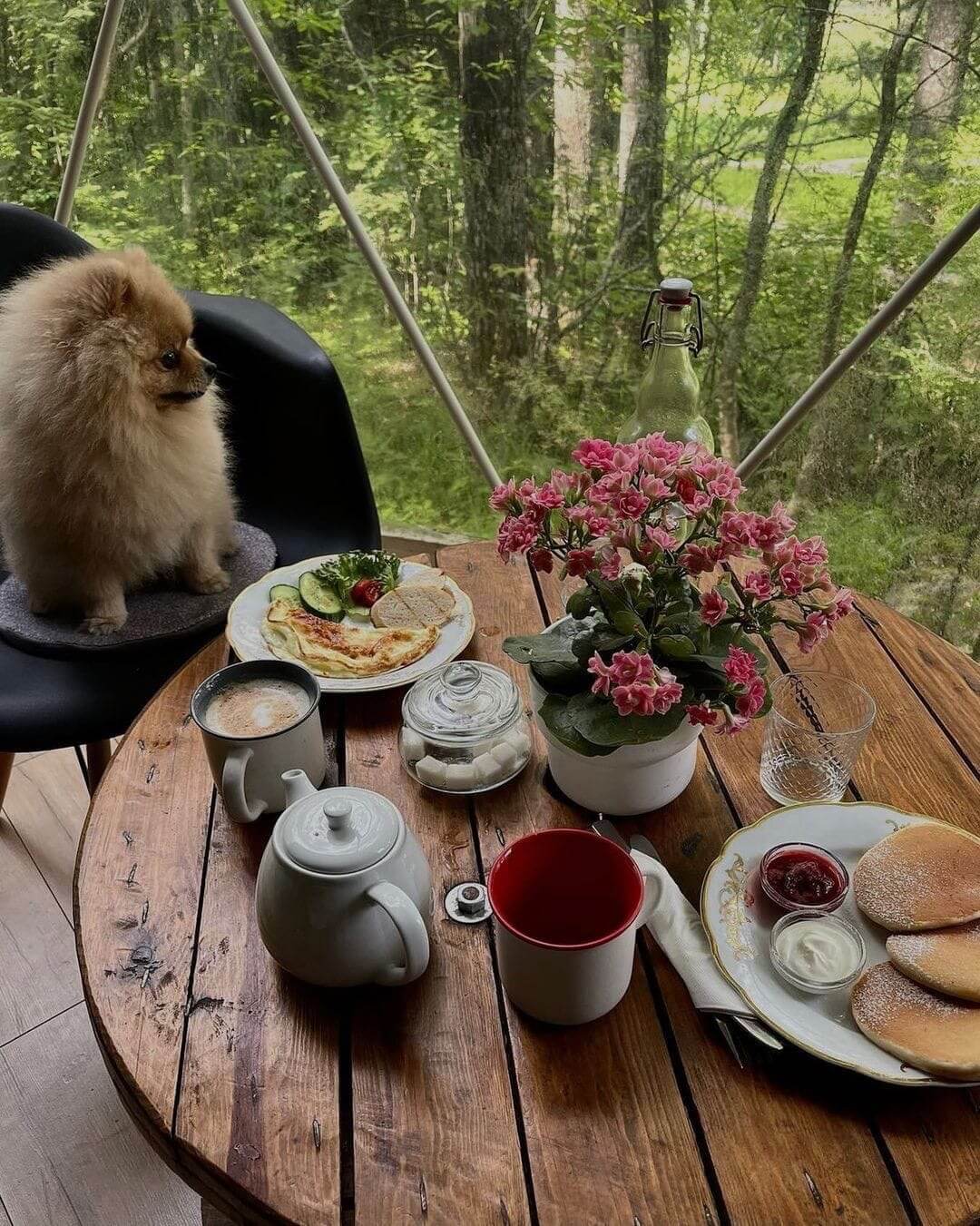 Завтрак с любимой собачкой.