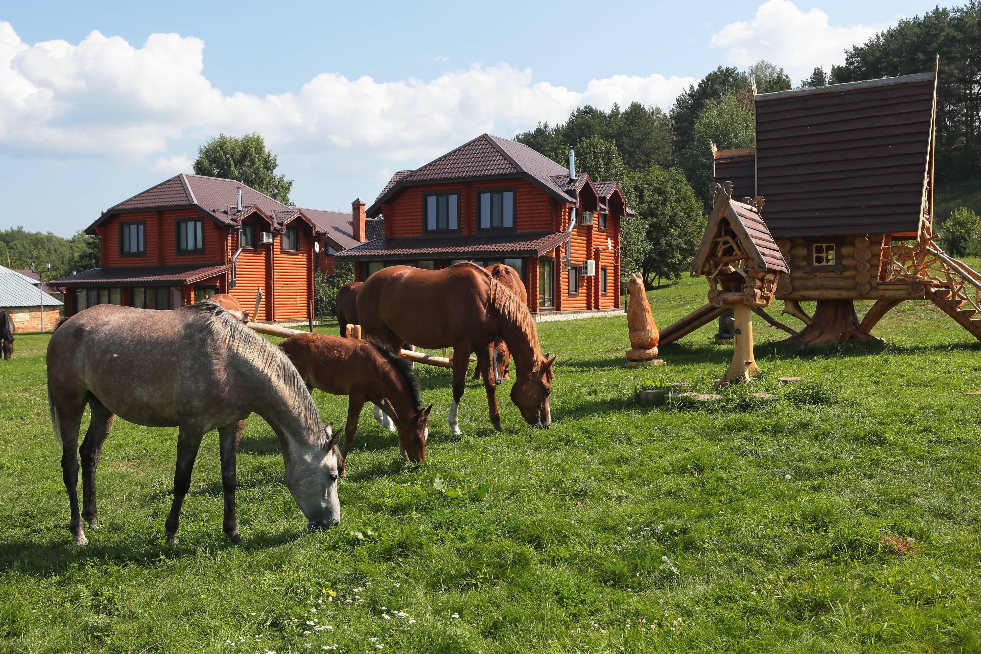 Лошадки пасутся прямо на лужайке возле домиков.