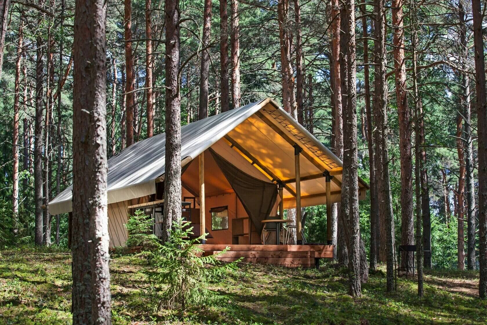 Палатка в сосновом лесу, отличное место для отдыха на природе.